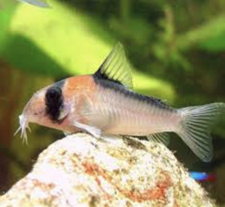 Corydoras - Adolfoi (Corydoras adolfoi)