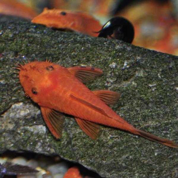 Catfish - Super Red Bristlenose (Ancistrus sp)