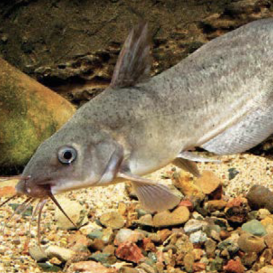 Catfish - Tandanus (Tandanus tandanus)