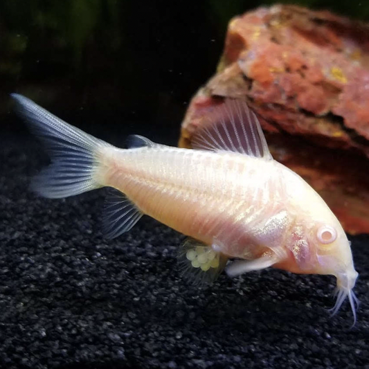 Corydoras - Albino (Corydoras aeneus)