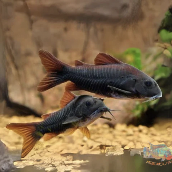 Corydoras - Black Venezuelan (Corydoras venezuelanus)