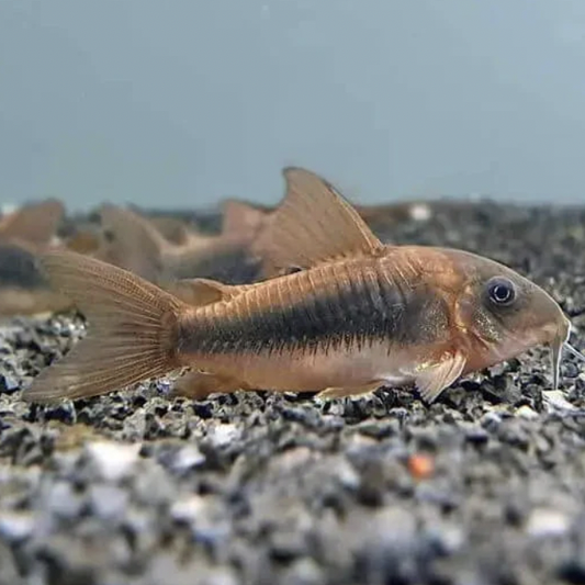 Corydoras - Bronze (Corydoras aeneus)