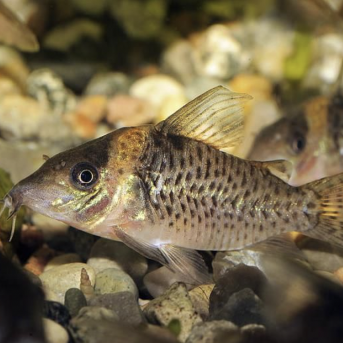 Corydoras - Delphax (Corydoras delphax)