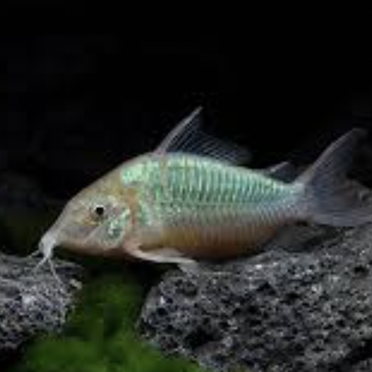 Corydoras - Emerald (Brochis Splendens)