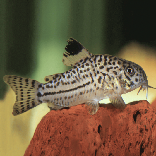 Corydoras - False Julii (Corydoras trilineatus)