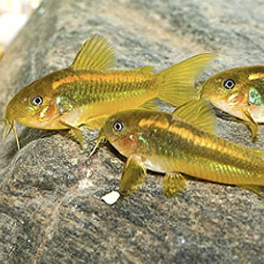 Corydoras - Gold Laser CW010 (Corydoras aeneus)