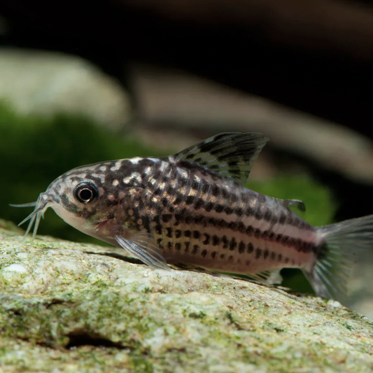 Corydoras - Napoensis (Corydoras napoensis)