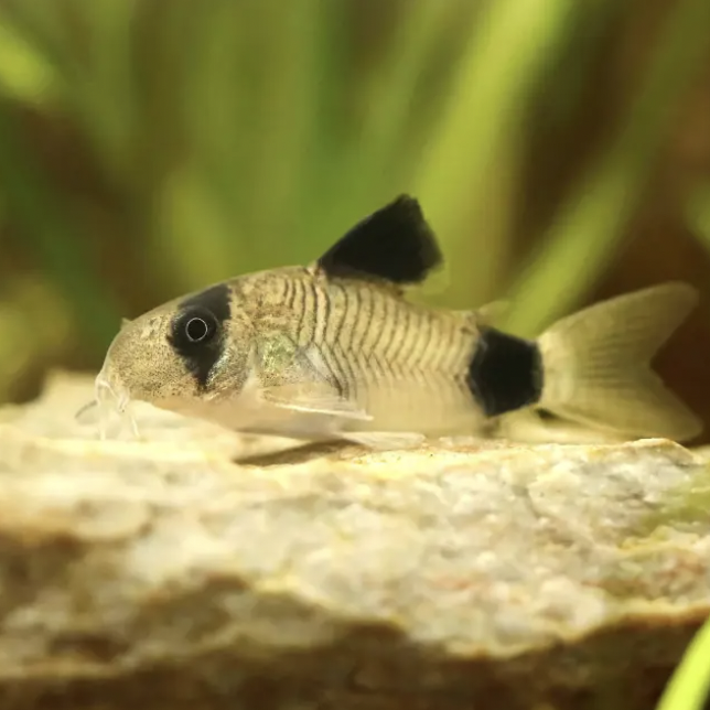 Corydoras - Panda (Hoplisoma panda)