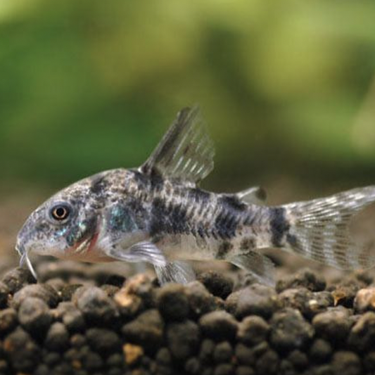 Corydoras - Peppered (Corydoras paleatus)