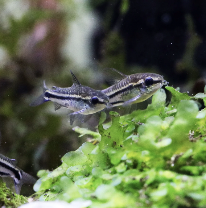 Corydoras - Pygmy (Corydoras pygmaeus)