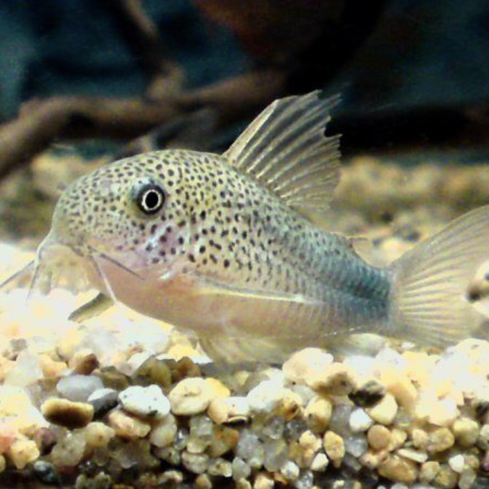 Corydoras - Smudge Spot (Corydoras similis)