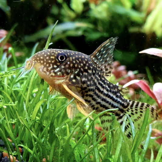 Corydoras - Sterbai (Corydoras sterbai)