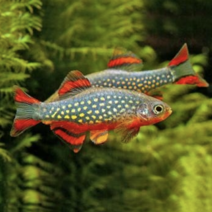 Danio - Celestial Pearl (Danio margaritatus)