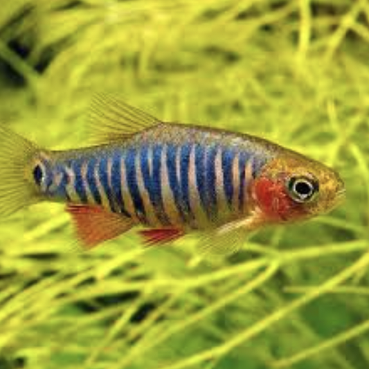 Danio - Emerald Dwarf Rasbora (Danio erythromicron)