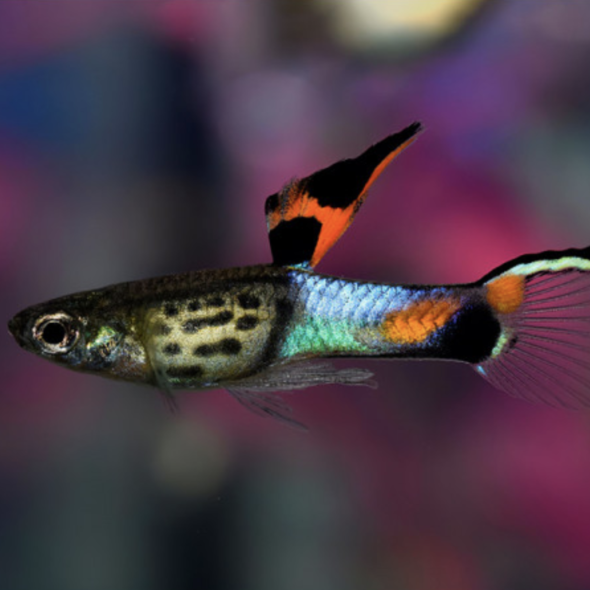 Endler Guppy - Campoma 31 Blue Snake (Poecilia wingei)