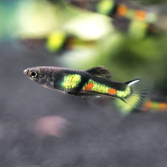 Endler Guppy - El Tigre (Poecilia wingei)