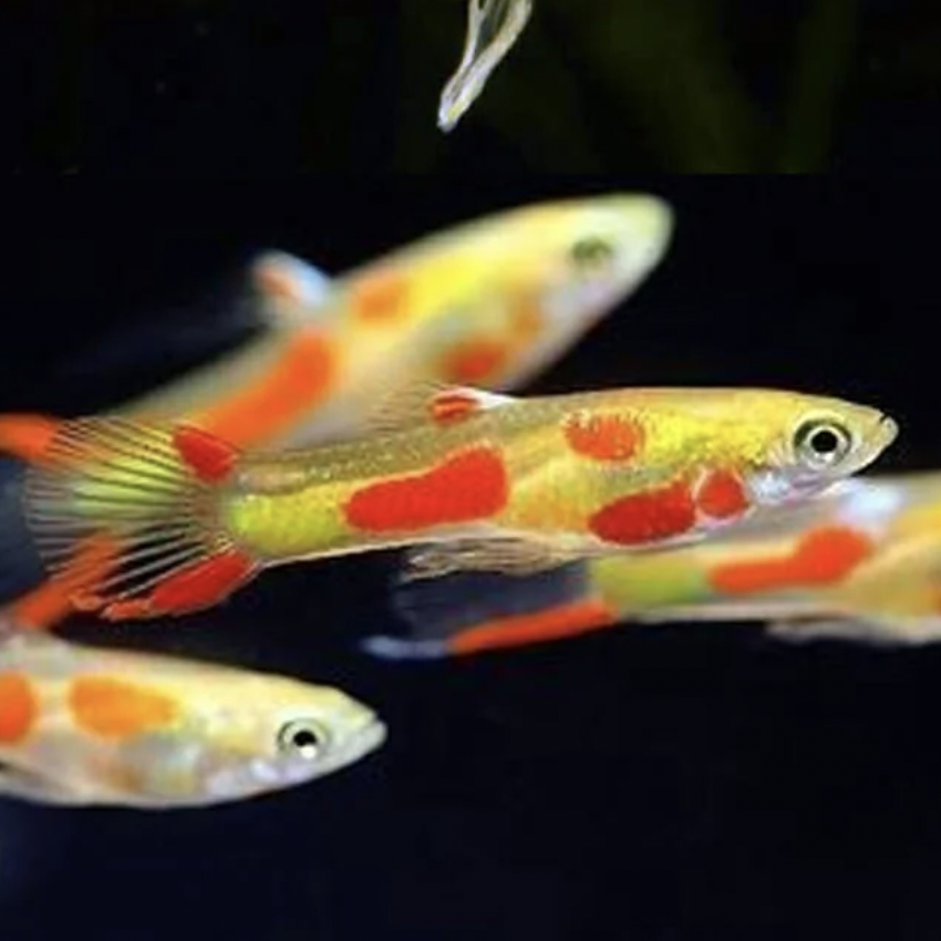 Endler Guppy - Neon Blonde (Poecilia wingei)