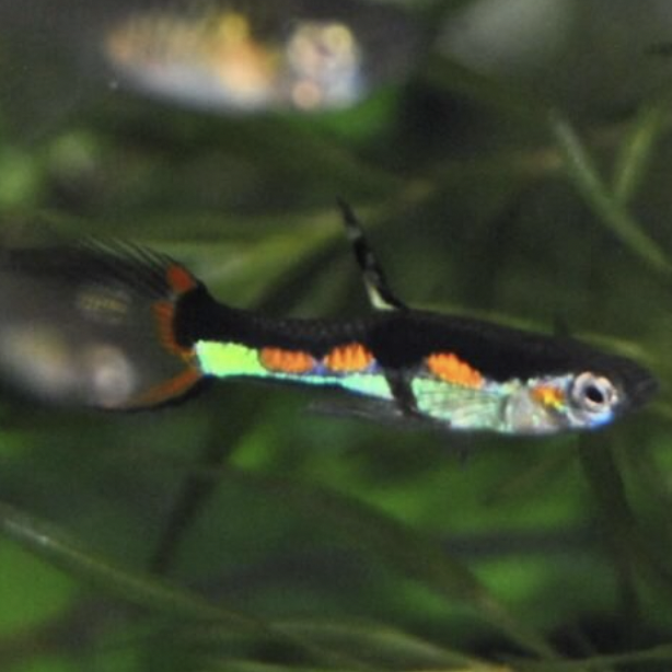 Endler Guppy - Orchid (Poecilia wingei)