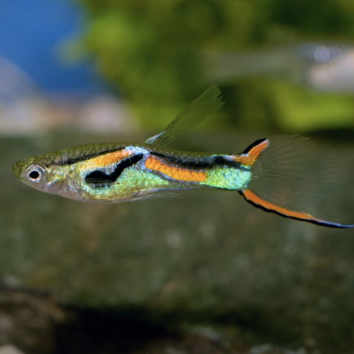 Endler Guppy - Red line (Poecilia wingei)