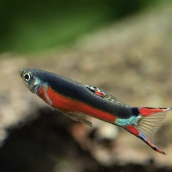 Endler Guppy - Santa Maria (Poecilia wingei)