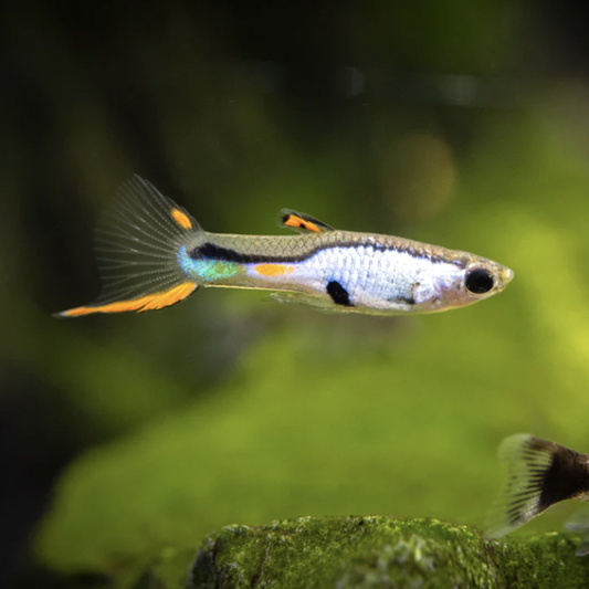 Endler Guppy - Silverado (Poecilia wingei)