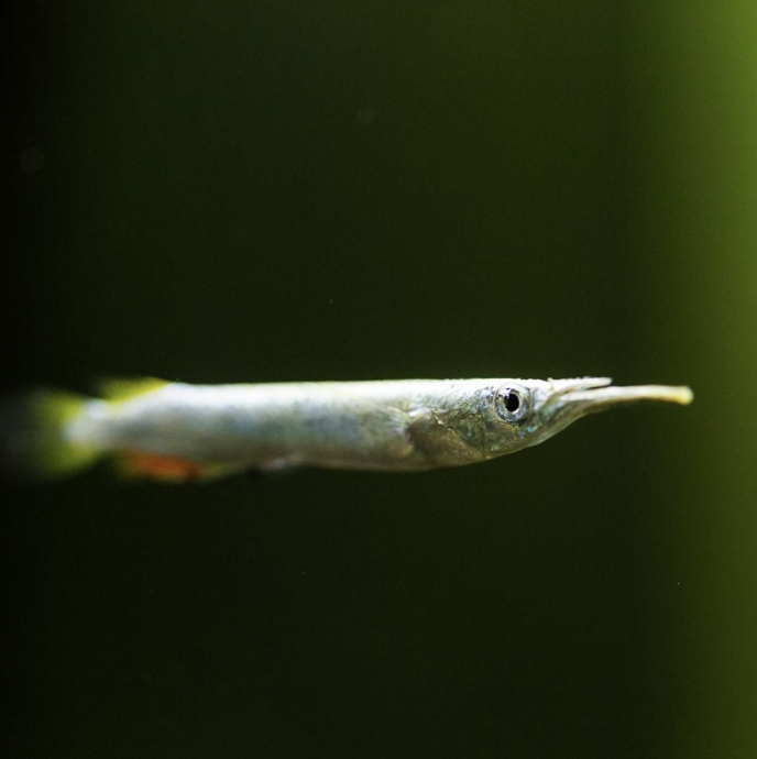 Garfish - Wrestling Halfbeak (Dermogenys pusilla)