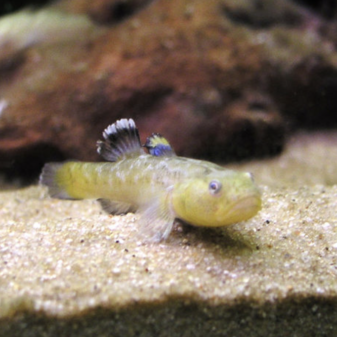 Goby - Desert (Chlamydogobius eremius)