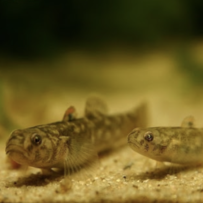 Goby - Tadpole (Chlamydogobius ranunculus)