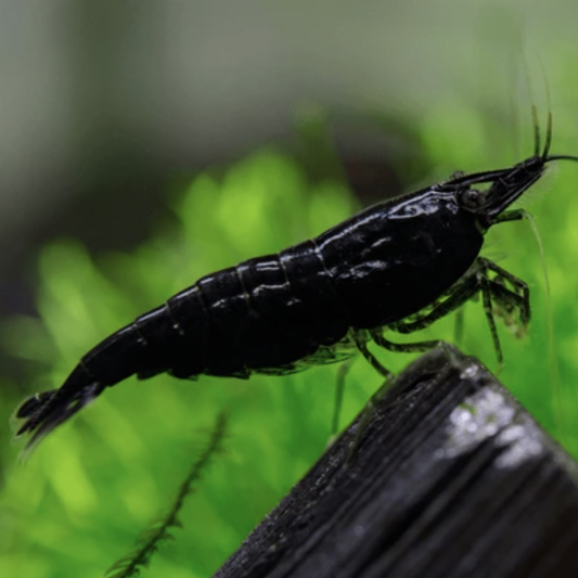 Black Cherry Shrimp (Neocaridina davidi)