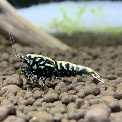 Black Galaxy Pinto Shrimp (Caridina logemanni)