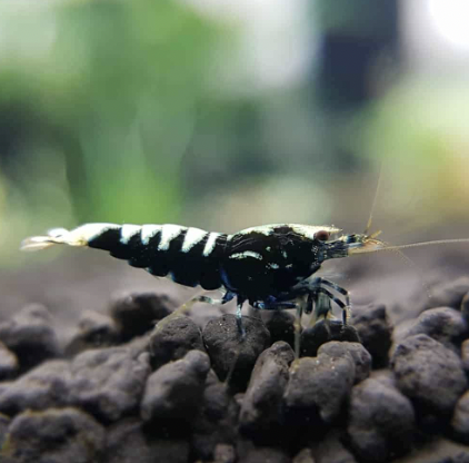 Black Pinto Shrimp (Caridina logemanni)