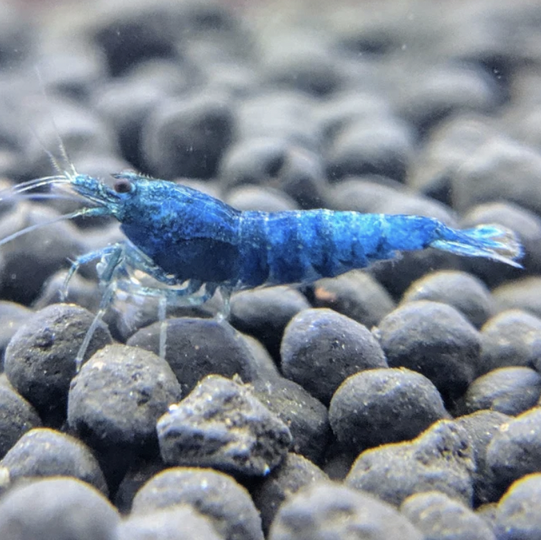 Blue Bolt Shrimp (Caridina logemanni)