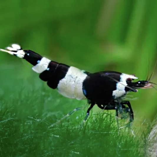 Crystal Black Shrimp (Caridina logemanni)