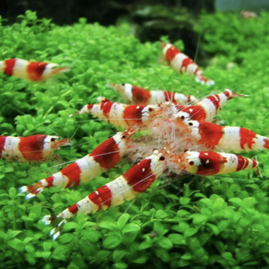 Crystal Red Shrimp (Caridina Cantonensis)