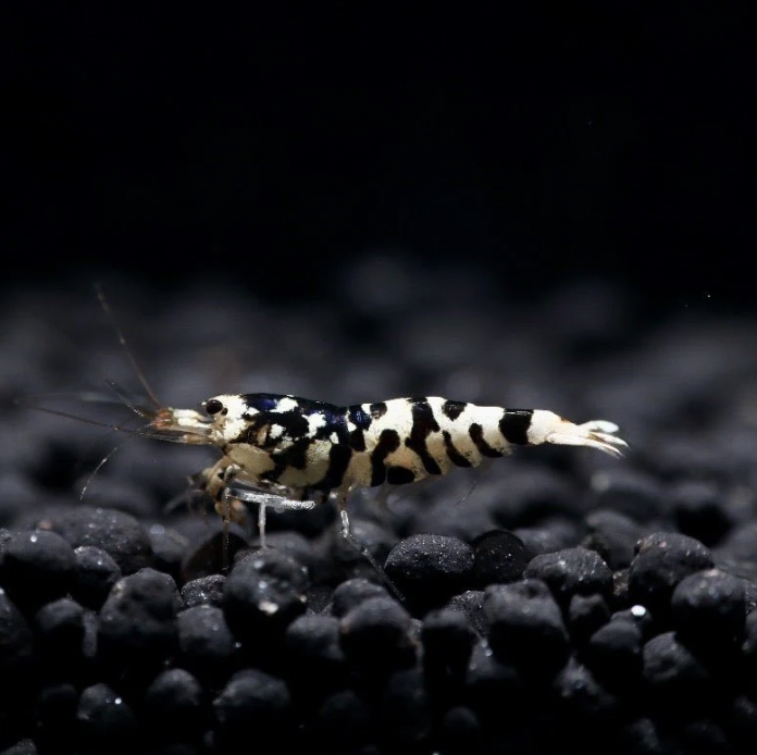 Fancy Black Tiger Shrimp (Caridina logemanni)