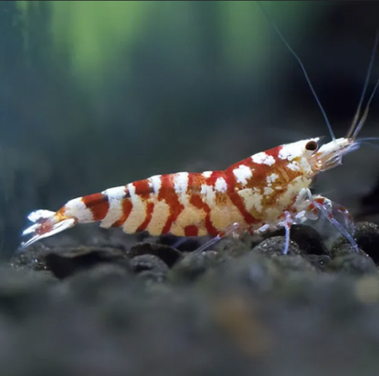 Fancy Red Tiger Shrimp (Caridina logemanni)