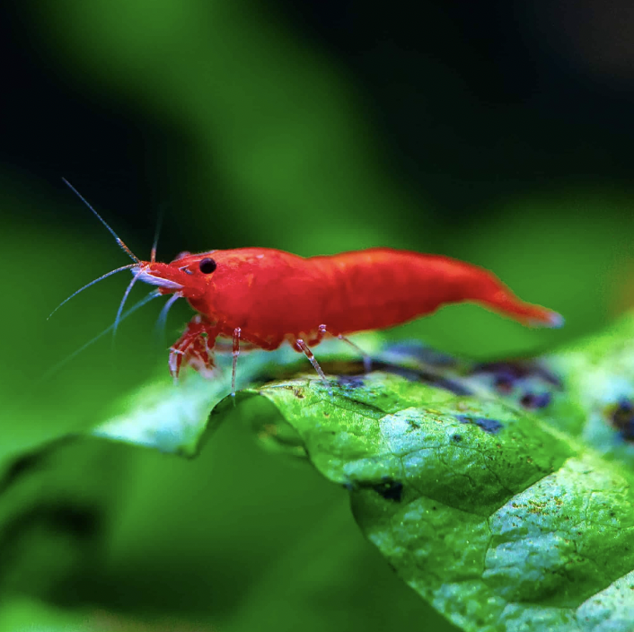 Fire Red Cherry Shrimp (Neocaridina davidi)