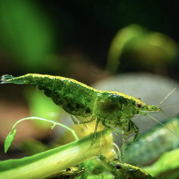 Green Jade Cherry Shrimp (Neocaridina davidi)