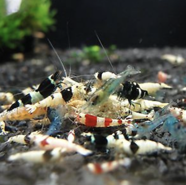 Mixed Mischling Shrimp (Caridina logemanni)