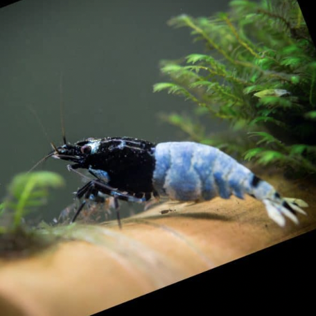 Mosura Blue Bolt Shrimp (Caridina logemanni)