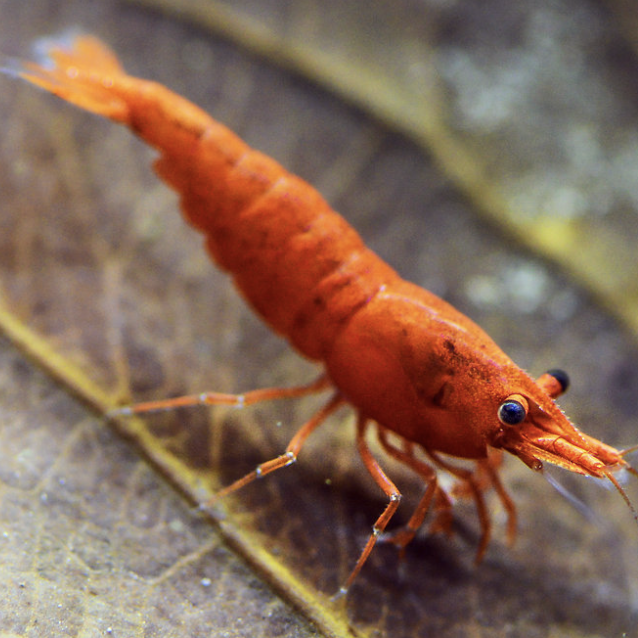 Orange Sunkist Cherry Shrimp (Neocaridina davidi)