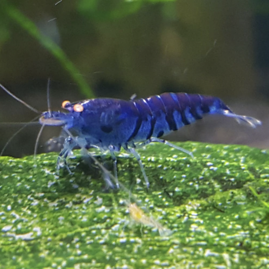 Orange-Eye Blue Tiger Shrimp (Caridina mariae)