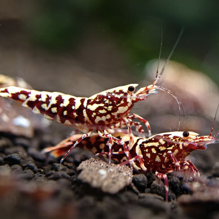 Red Galaxy Shrimp (Caridina logemanni)