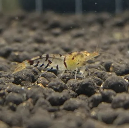 Orange-Eye Blonde Tiger Shrimp (Caridina mariae)