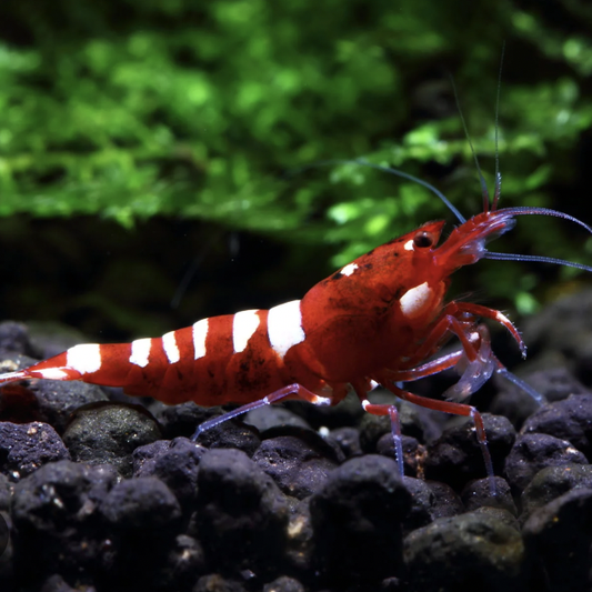 Red Pinto Shrimp (Caridina logemanni)