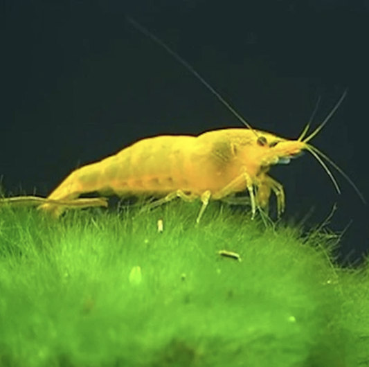 Yellow Cherry Shrimp (Neocaridina davidi)