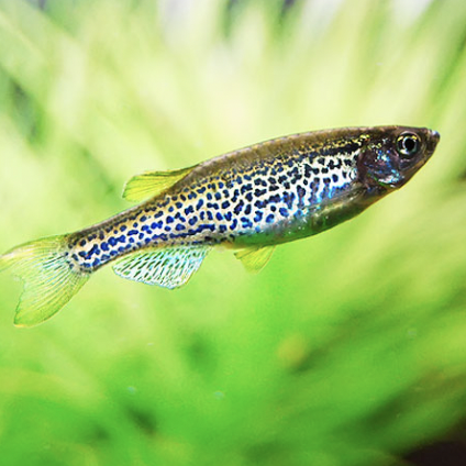 Danio - Leopard (Danio rerio)