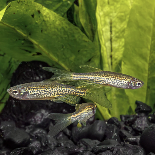 Danio - Longfin Leopard (Danio rerio)