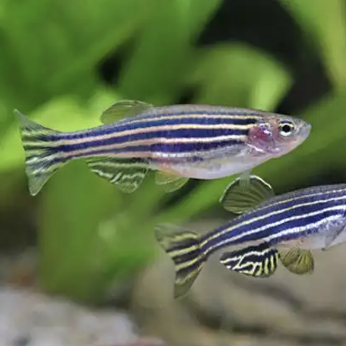 Danio - Zebra (Danio rerio)