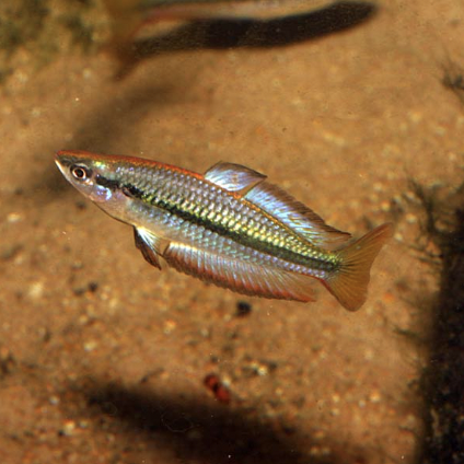 Rainbowfish - Black Banded (Melanotaenia nigrans)